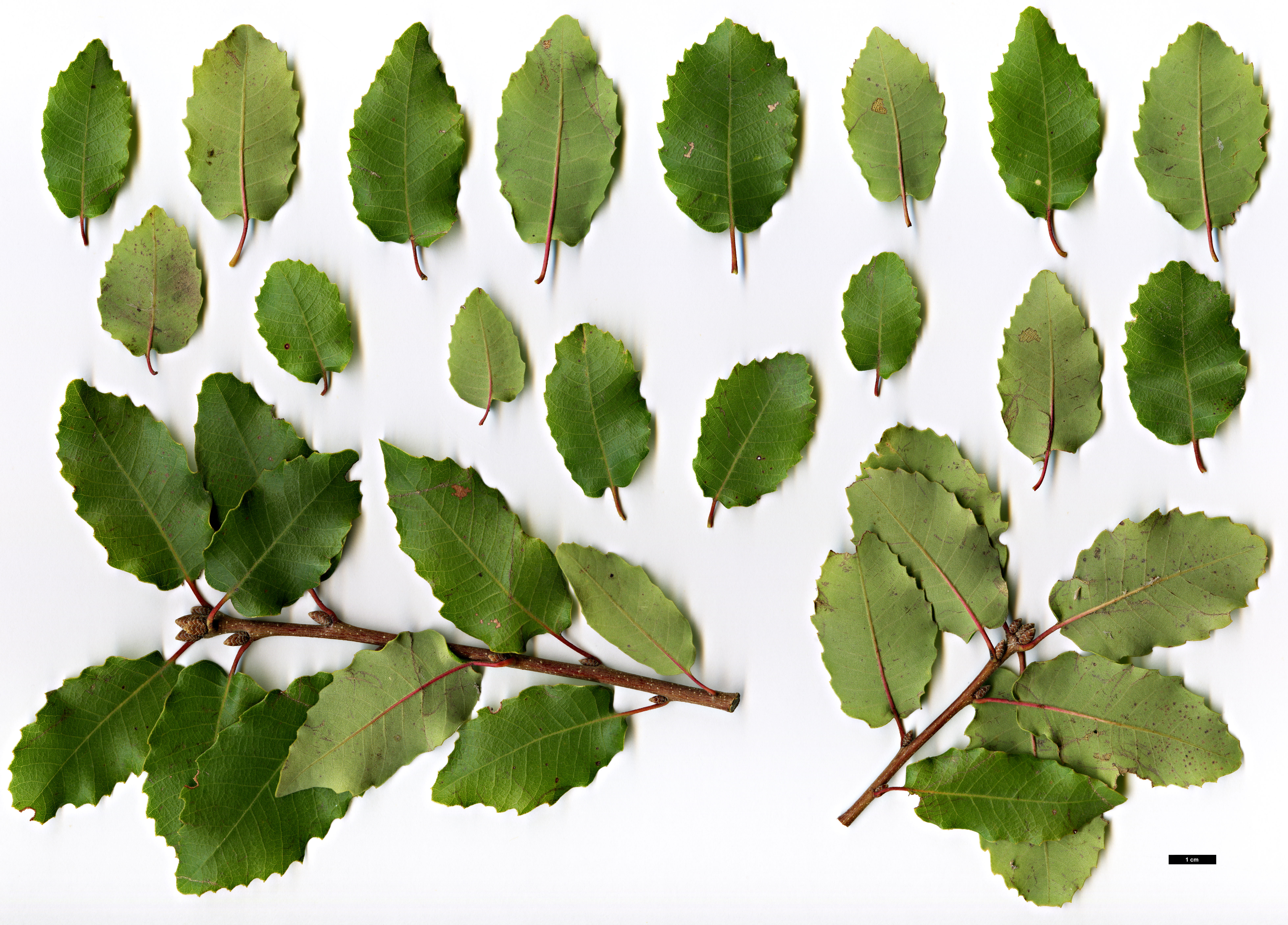 High resolution image: Family: Fagaceae - Genus: Quercus - Taxon: faginea - SpeciesSub: subsp. broteroi
